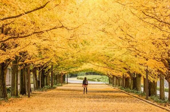 園林綠化工程承包范圍是什么？  