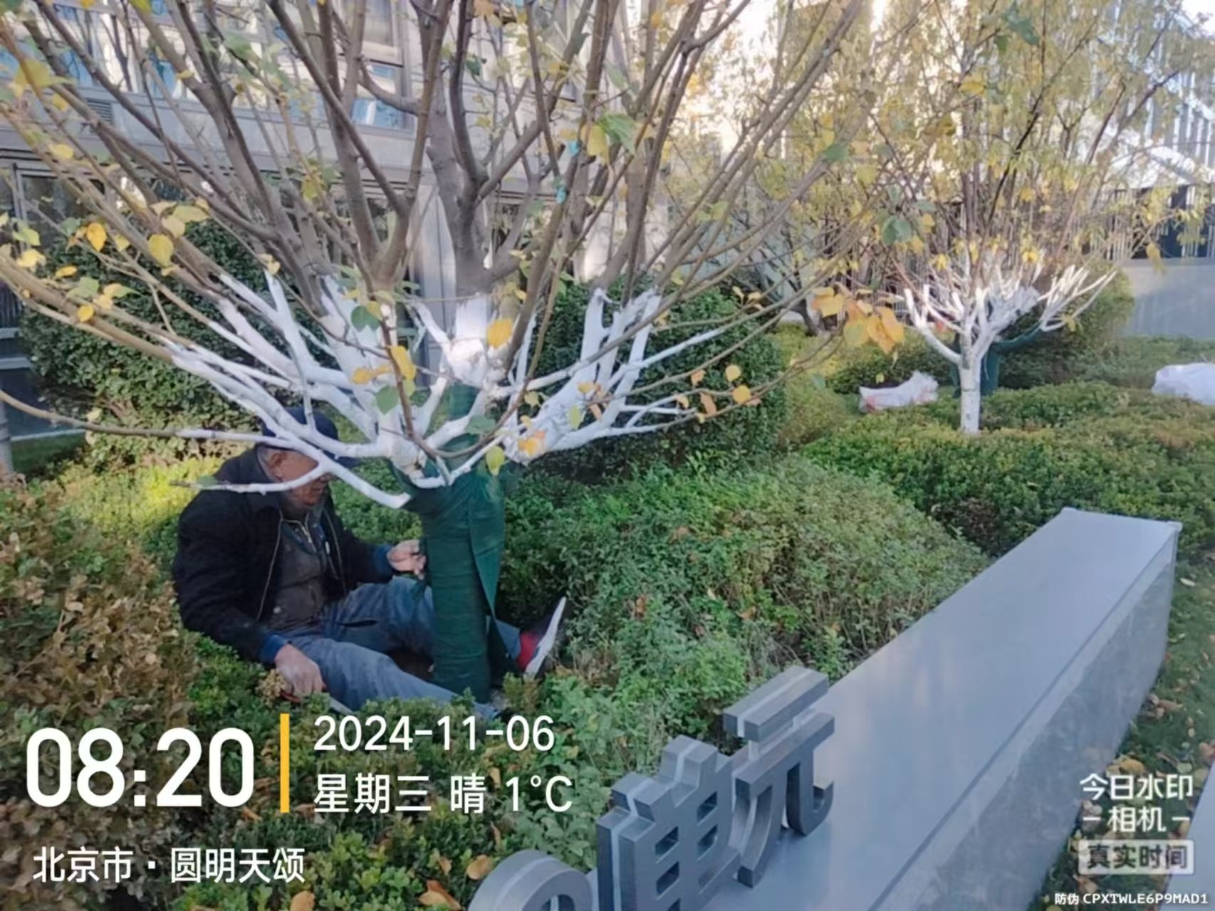 《北京天宏園林綠化草莓视频黄色下载-草莓视频黄版在线观看-草莓视频污版下载-草莓视频app黄下载：冬季綠化養護之大樹涂白》