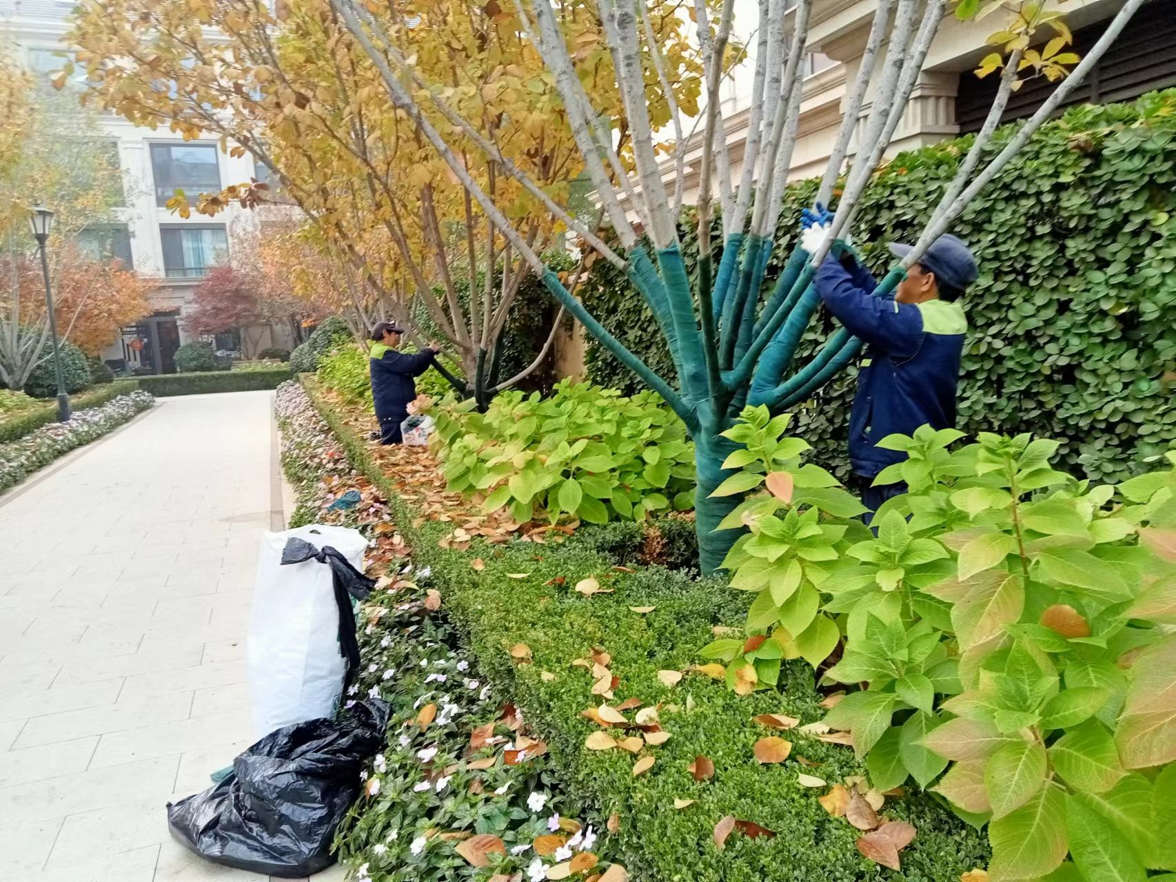 《北京天宏園林綠化草莓视频黄色下载-草莓视频黄版在线观看-草莓视频污版下载-草莓视频app黄下载：冬季綠化養護之樹木纏桿》